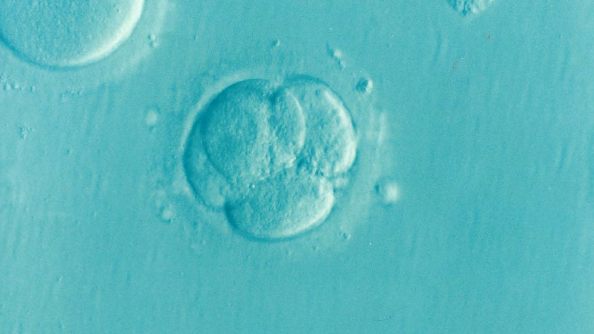 embryo-1514192_1920-1200x675.png