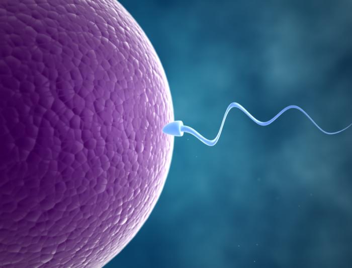 sperm-and-egg-1.jpg