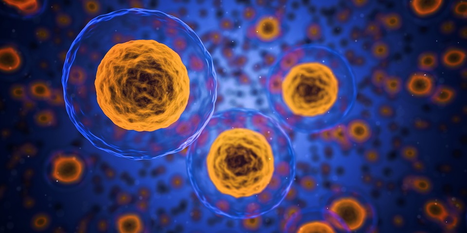 cells-1872666_960_720.jpg