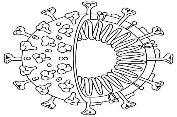 korona-virus-7.jpg